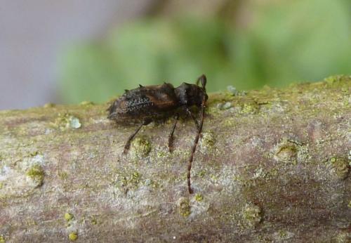 Réf. 253 707 : Pogonocherus hispidus